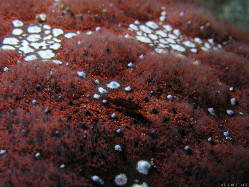 Shrimp on Starfish